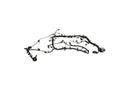 Ford Racing 5.0L Coyote Engine Harness for Automatic Transmission
